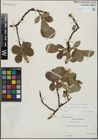 Foto von Salix glandulifera Flod. x Salix lanata L.